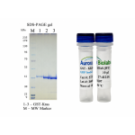 Kras Wild Type (WT), GST-tag  